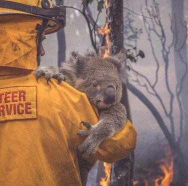 Từ vụ cháy rừng ở Úc: Lời xin lỗi muôn loài