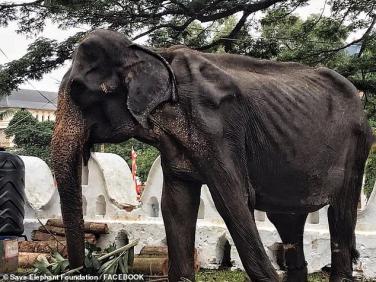 Sự thật về “cụ voi” bị bắt nhịn đói phục vụ lễ hội Phật giáo