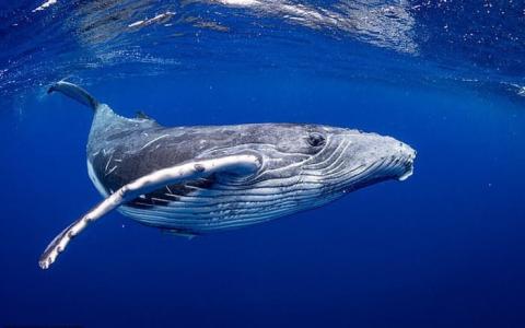 Cá voi có thể giúp hạn chế biến đổi khí hậu?