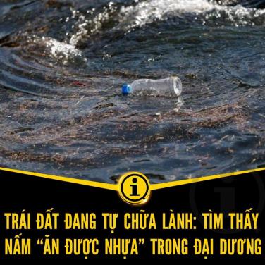 Trái đất đang tự chữa lành: tìm thấy nấm 'ăn được nhựa' trong đại dương